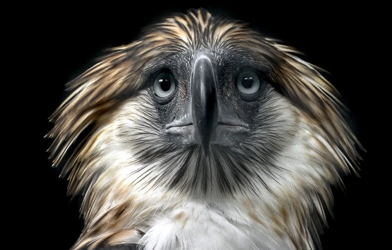 Photo wallpaper bird, Philippine Eagle, ..Background