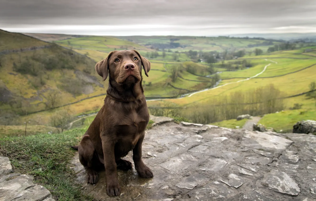 Photo wallpaper puppy, dog, labrabor