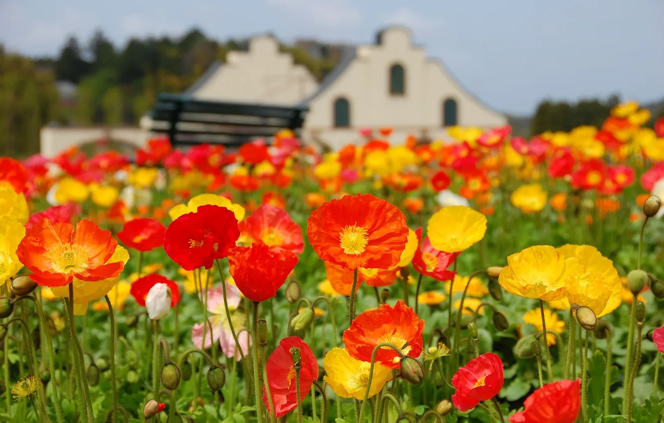 Photo wallpaper colorful, field, flowers, poppy, meadow