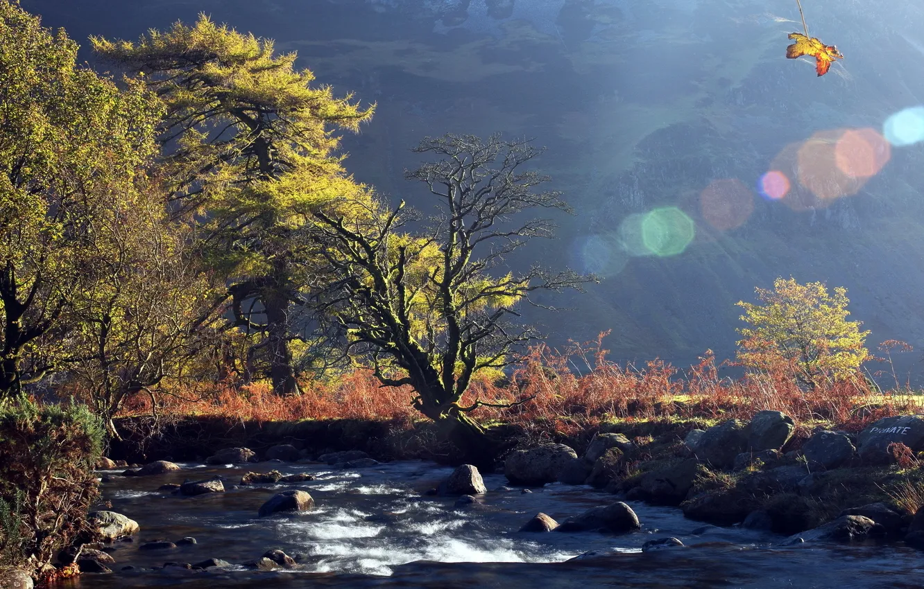 Photo wallpaper leaves, trees, nature, river