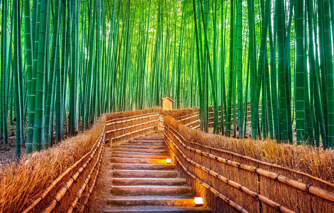 Photo wallpaper forest, trail, Japan, Tokyo, forest, bamboo, Jarapbambuk