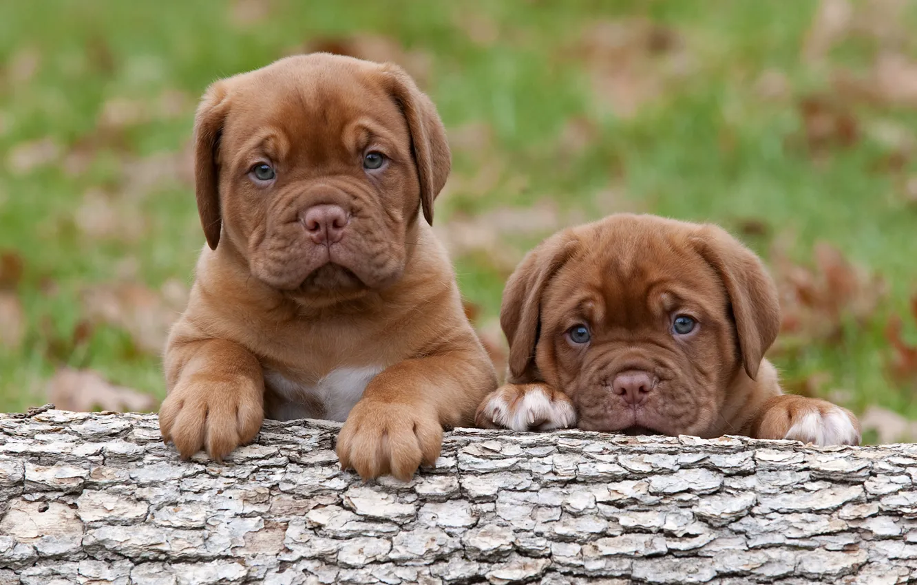 Photo wallpaper dog, baby, puppy, Bordeaux dog