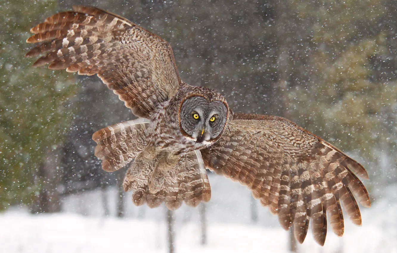 Photo wallpaper owl, wings, Great grey owl