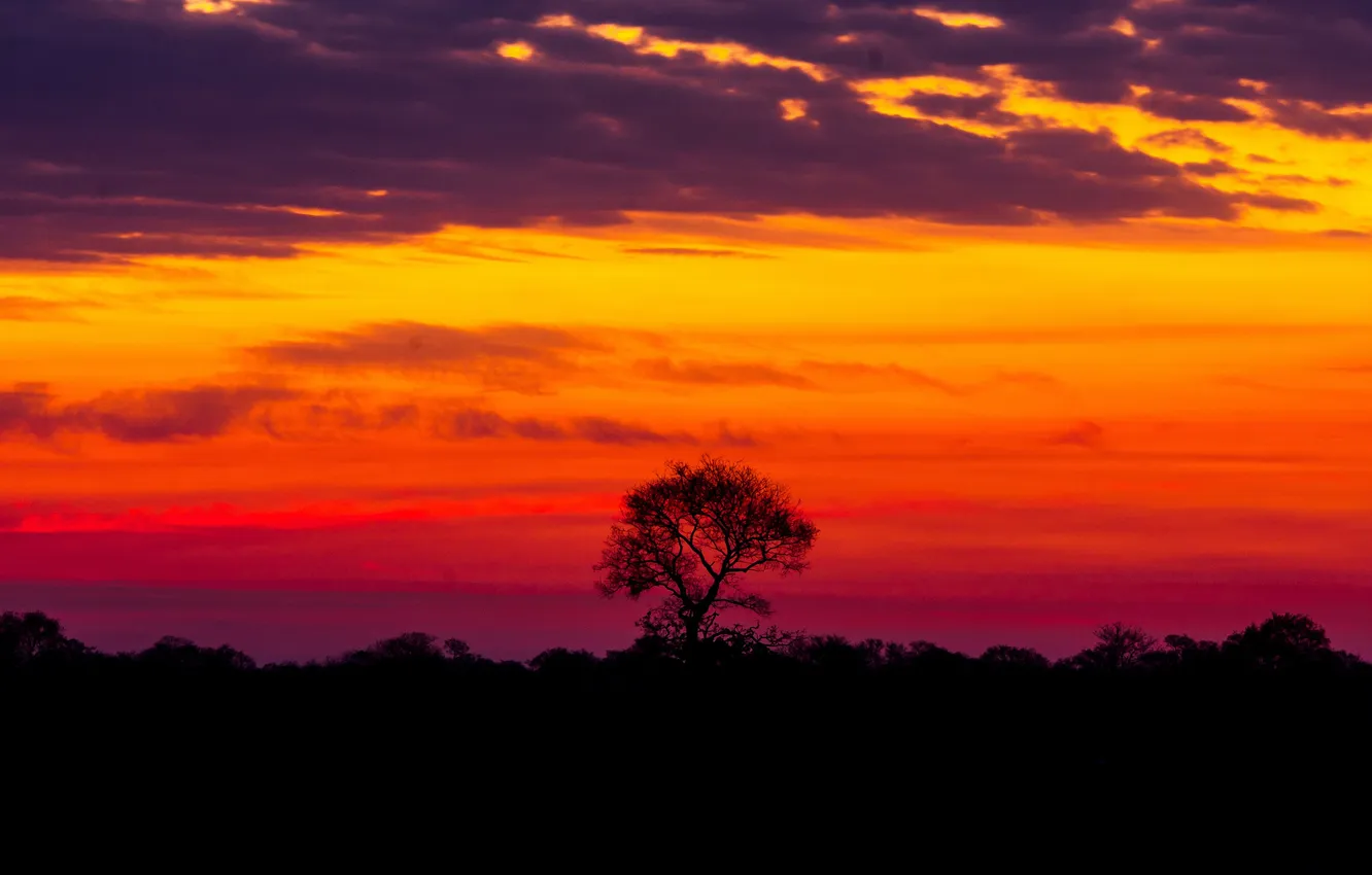 Photo wallpaper sunset, nature, beauty, lonely tree, Brazil, sunset, beauty, Brazil