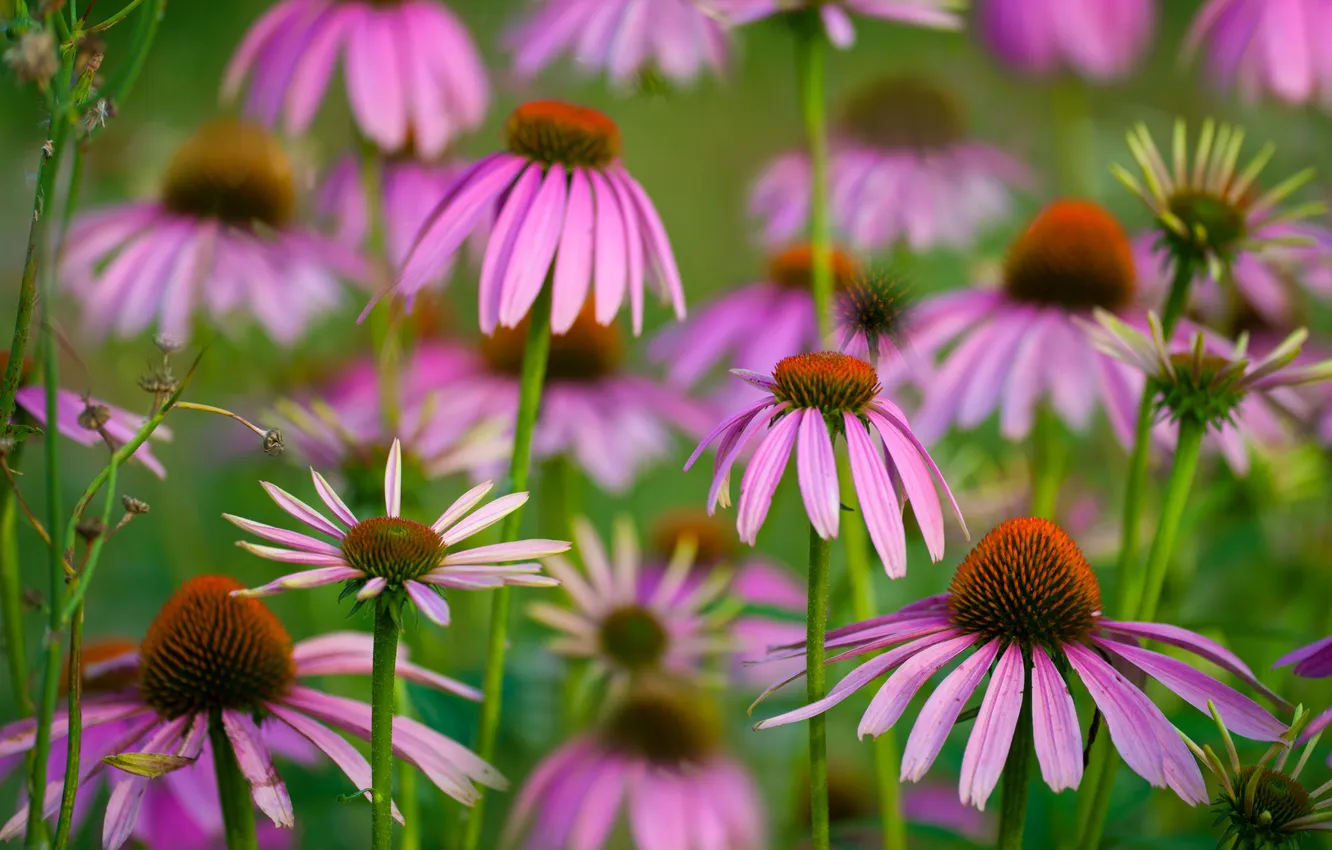 Photo wallpaper flowers, bokeh, Echinacea