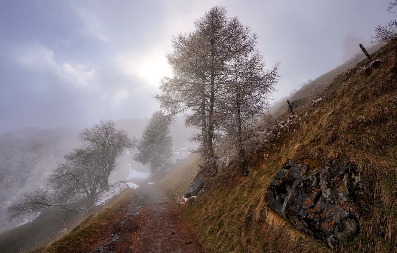 Photo wallpaper frost, road, autumn, trees