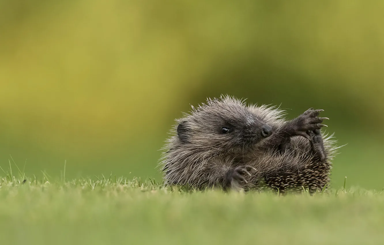 Photo wallpaper grass, look, nature, pose, lies, face, hedgehog