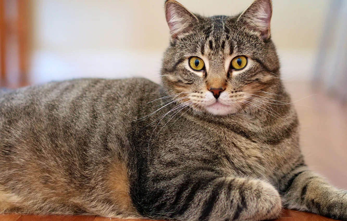 Photo wallpaper cat, cat, look, face, grey, background, portrait, paws