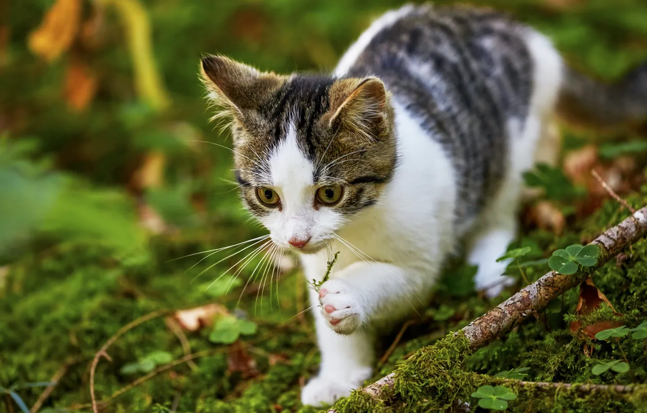 Photo wallpaper greens, cat, look, face, nature, pose, kitty, moss