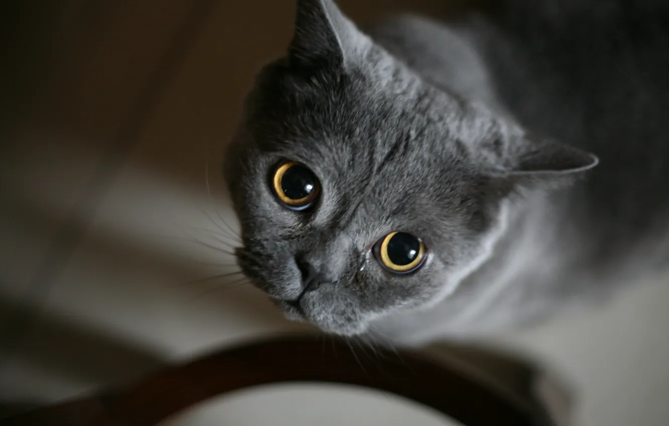 Photo wallpaper cat, look, background