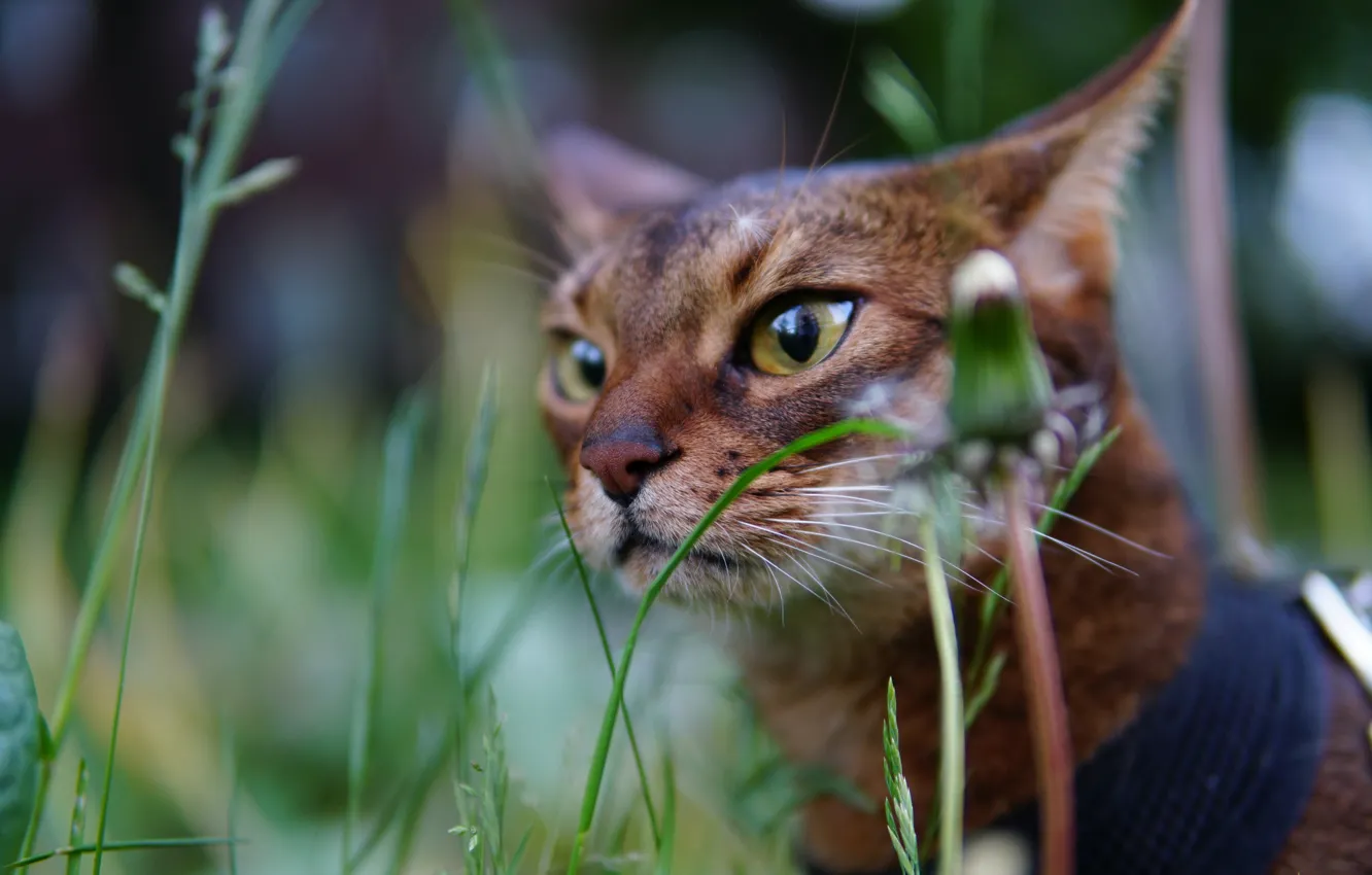 Photo wallpaper grass, eyes, cat