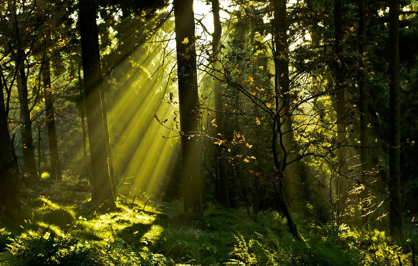 Photo wallpaper Stream, Forest, Light