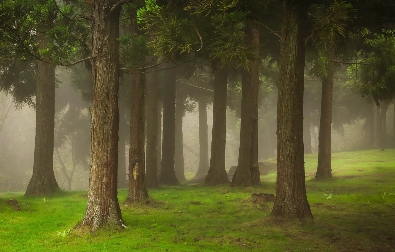 Photo wallpaper forest, summer, fog