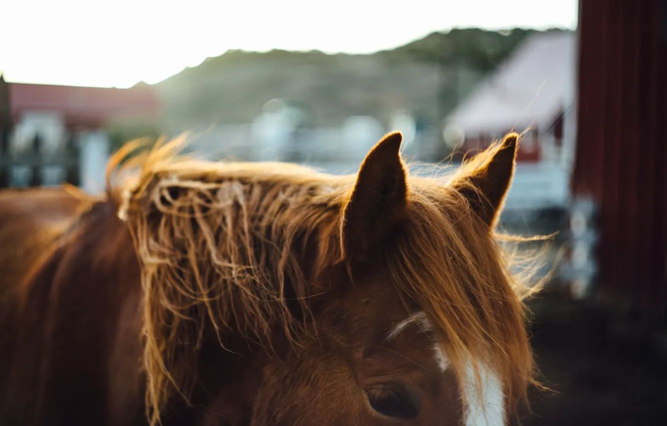 Photo wallpaper hair, horse, mane