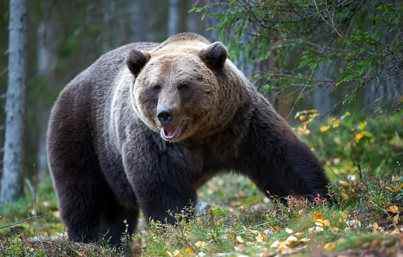 Photo wallpaper forest, bear, giant, beast, the Bruins