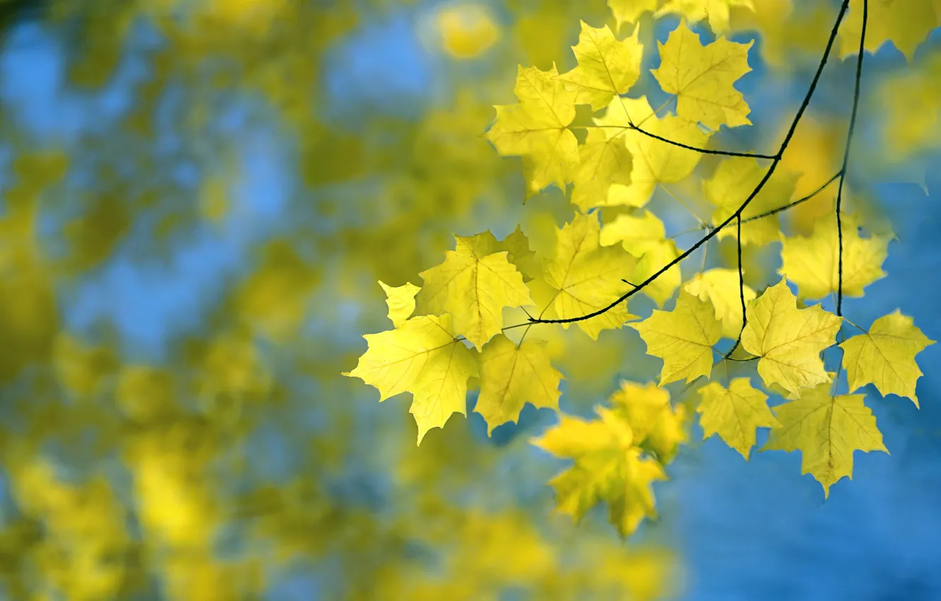 Photo wallpaper autumn, the sky, leaves, maple
