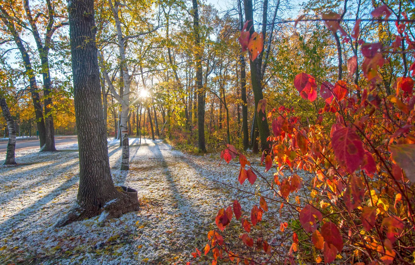 Photo wallpaper autumn, leaves, trees, Park, the crimson