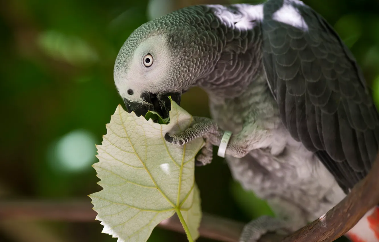Photo wallpaper branches, pose, bird, leaf, parrot, bokeh, Jaco