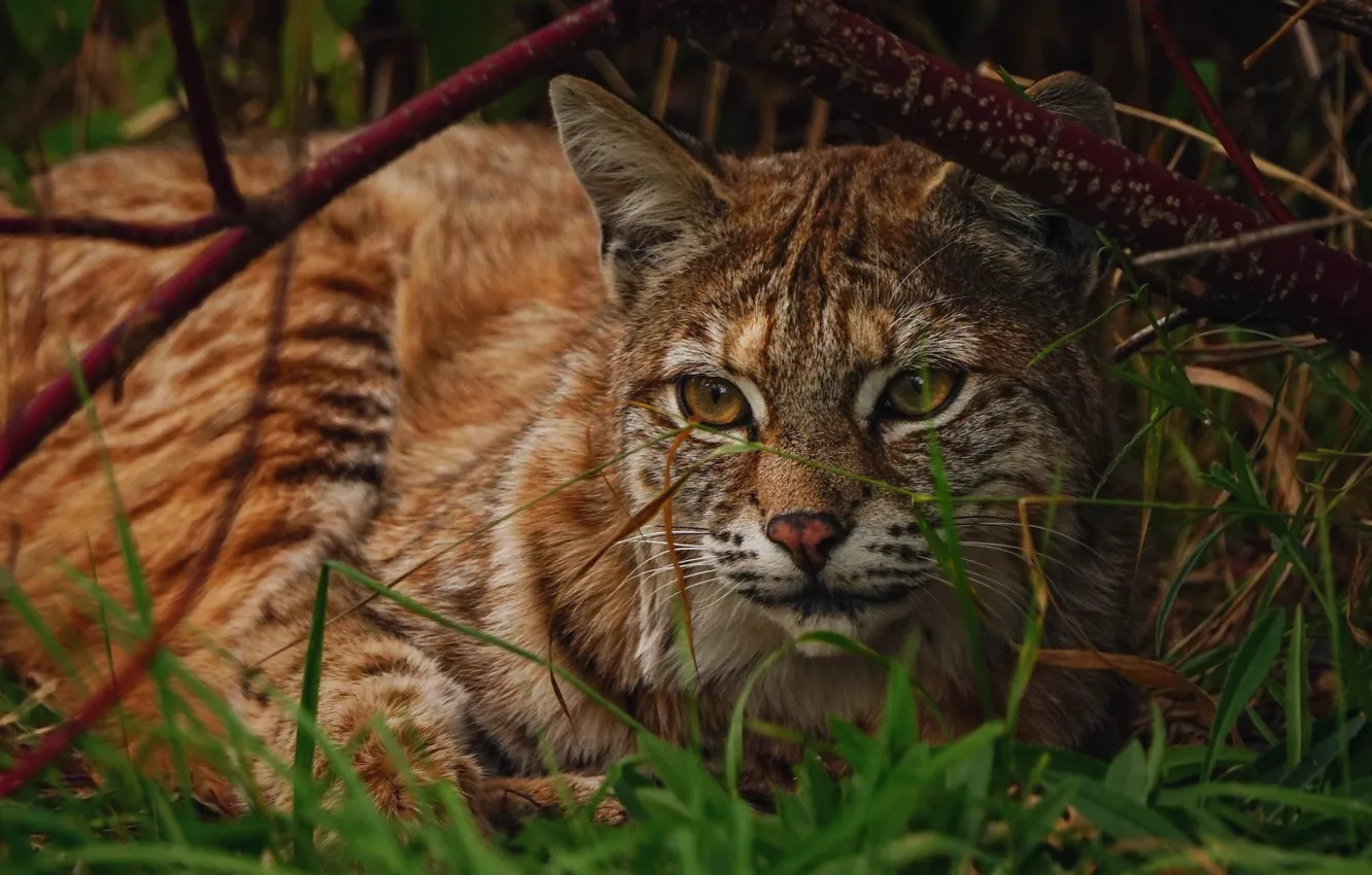 Photo wallpaper face, portrait, lies, lynx
