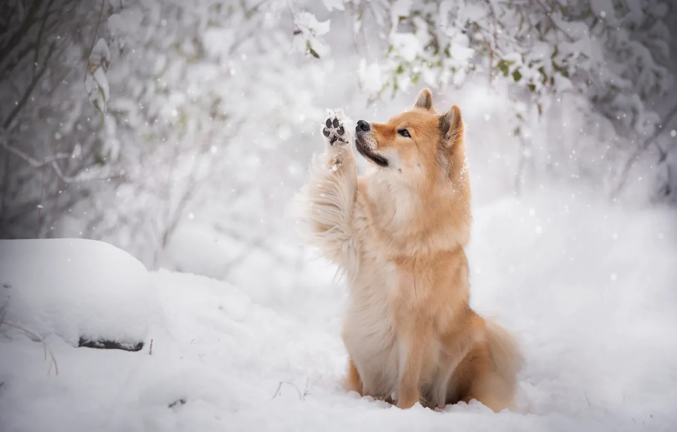 Photo wallpaper winter, snow, branches, dog, red, snowfall, the eurasier