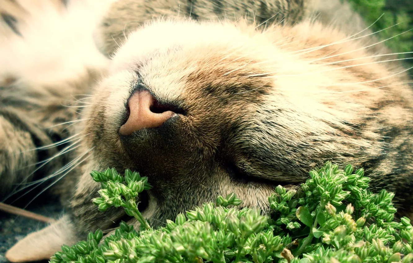 Photo wallpaper up, sleeping, mordaha