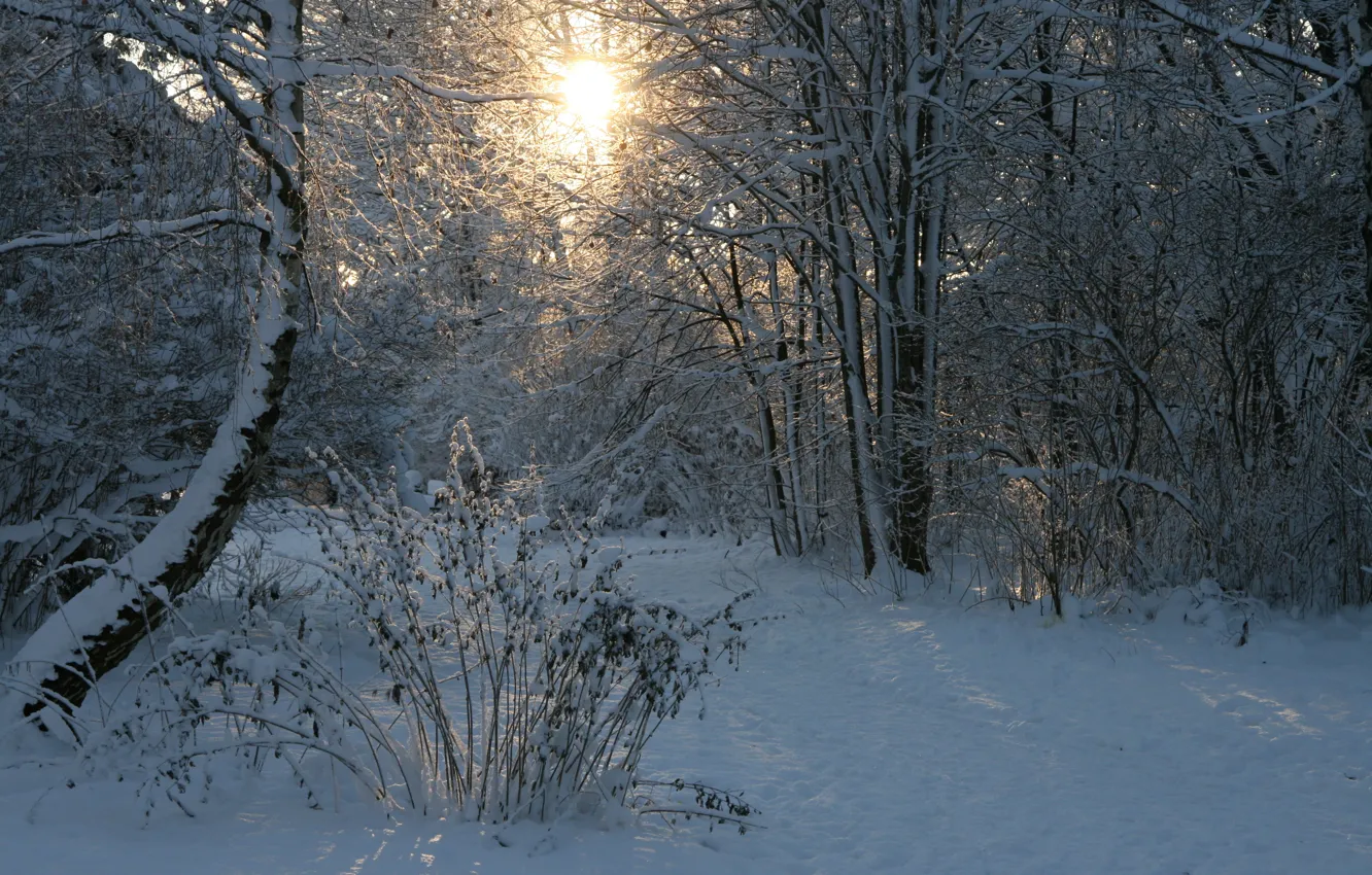 Photo wallpaper winter, forest, the sun, snow