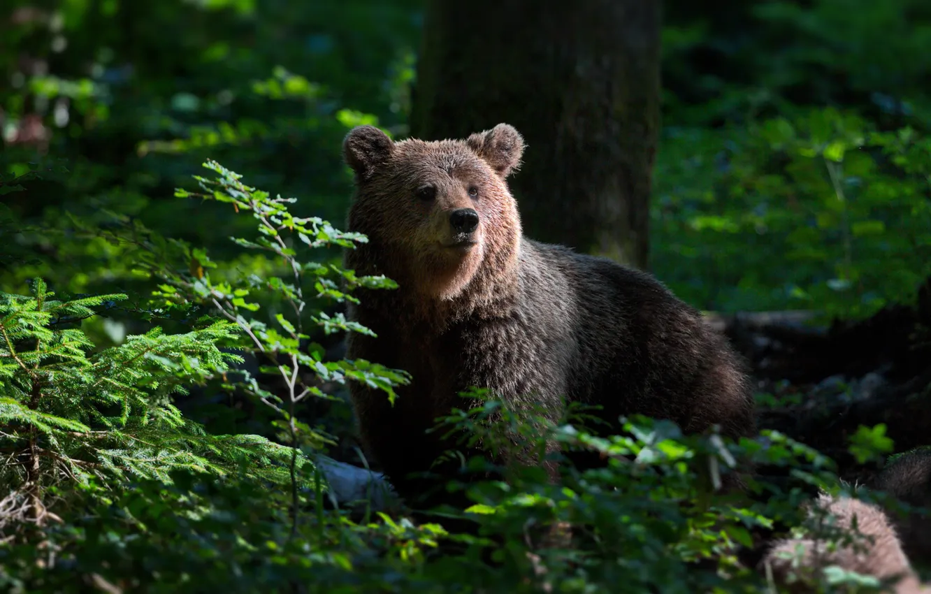 Photo wallpaper forest, bear, Alexander Perov