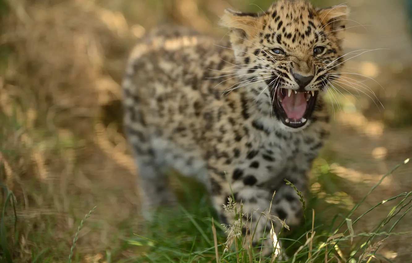 Photo wallpaper cub, kitty, roar, the Amur leopard, © Anne-Marie Kalus