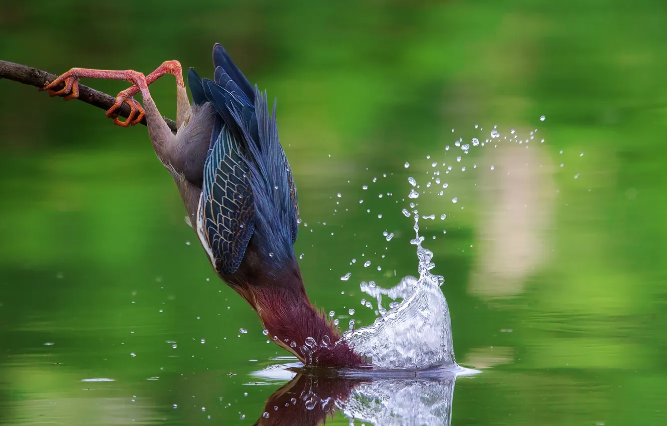 Photo wallpaper water, squirt, fishing, dip, the American green Heron
