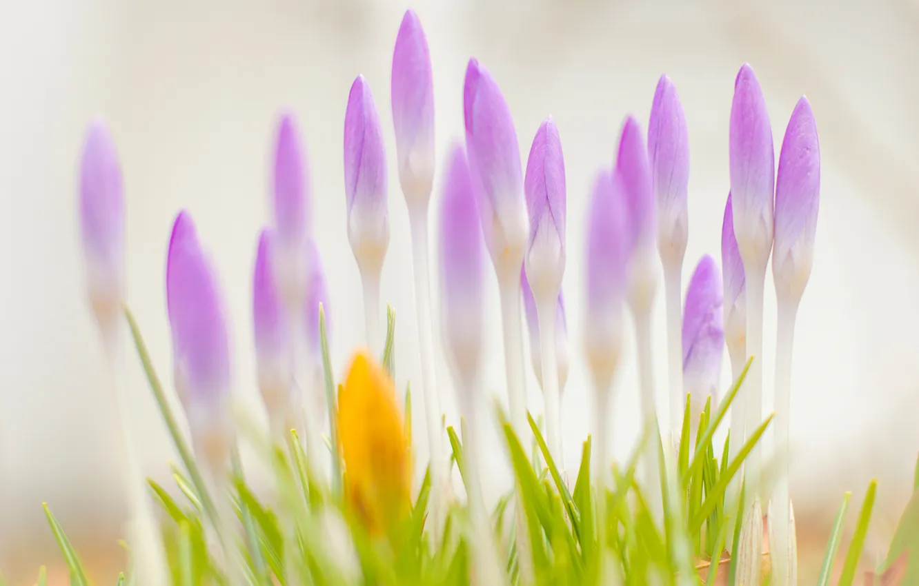 Photo wallpaper leaves, macro, petals, crocuses, buds