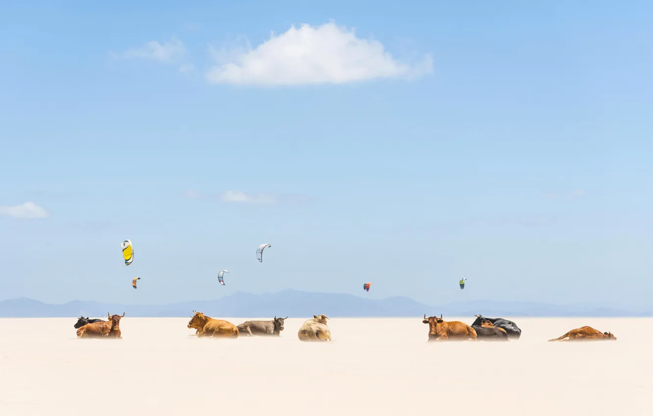 Photo wallpaper the sky, clouds, flight, mountains, cows, horizon, parachute, the Aero plane
