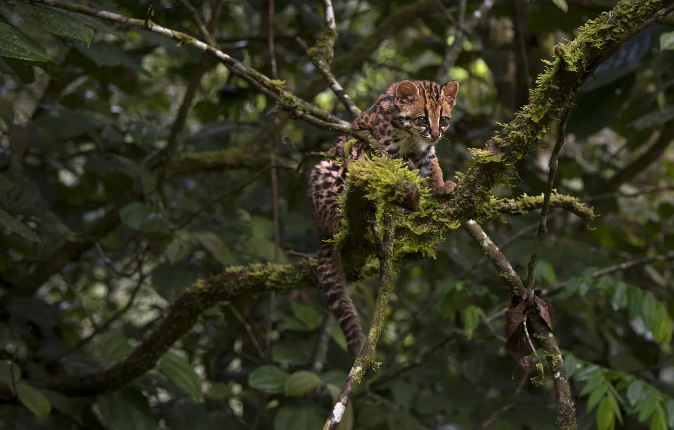 Photo wallpaper branches, wild cat, Oncilla