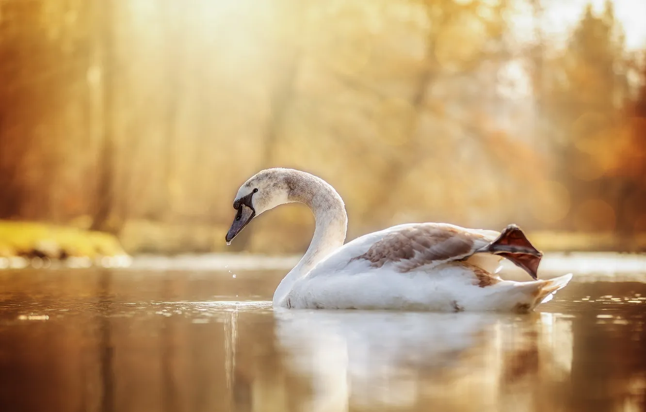 Photo wallpaper nature, lake, bird, swans