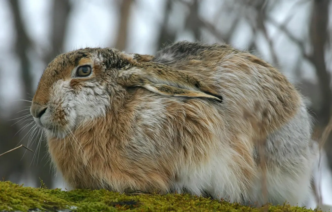 Photo wallpaper grey, hare, hare