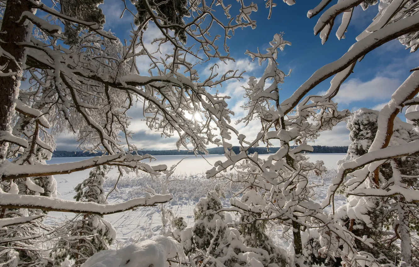Photo wallpaper winter, snow, trees, branches, lake