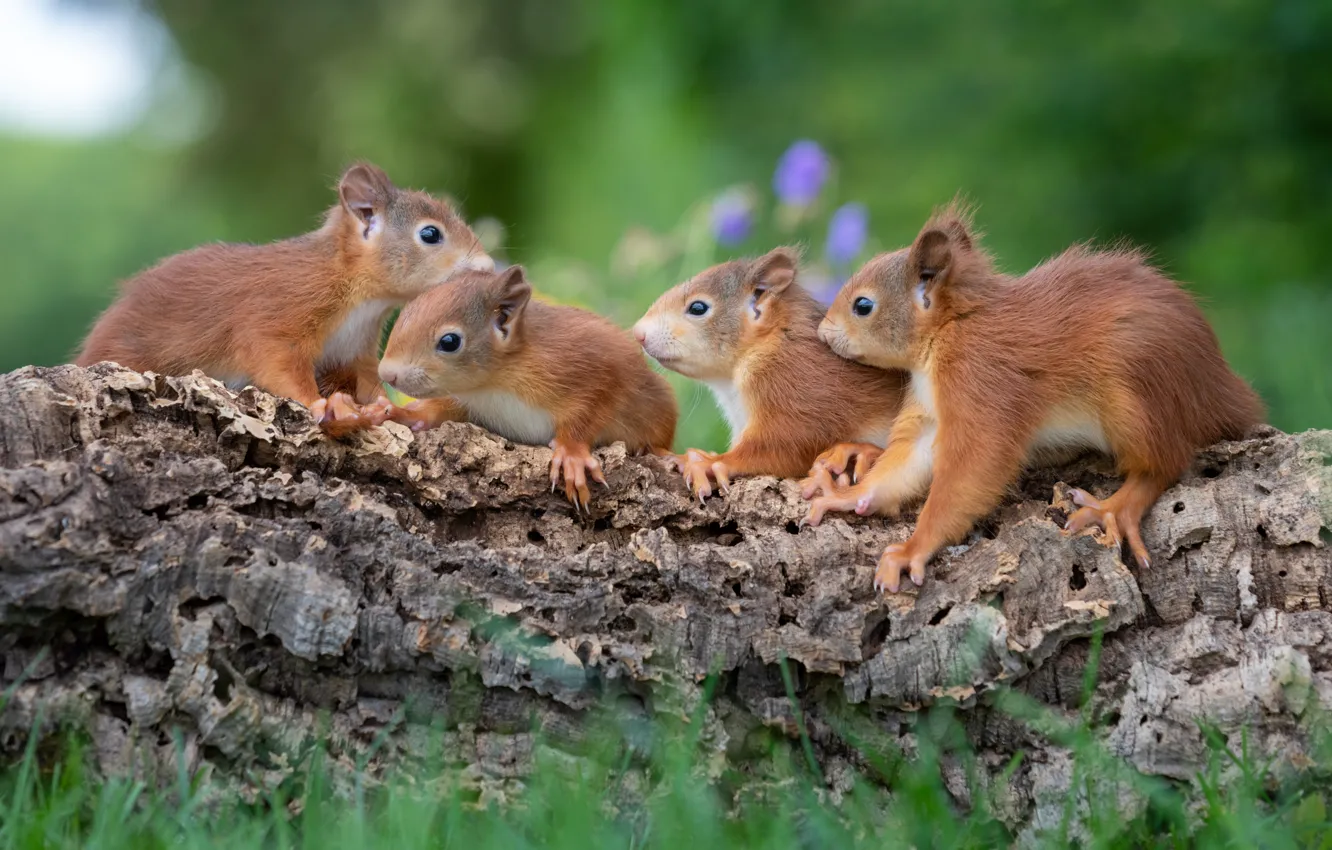 Photo wallpaper pose, log, nature, rodent, protein, Quartet, squirrel