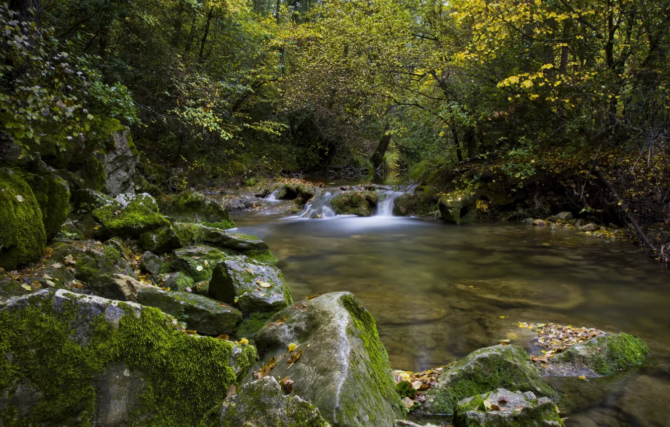Photo wallpaper autumn, forest, trees, river, stones, France, France, Turf