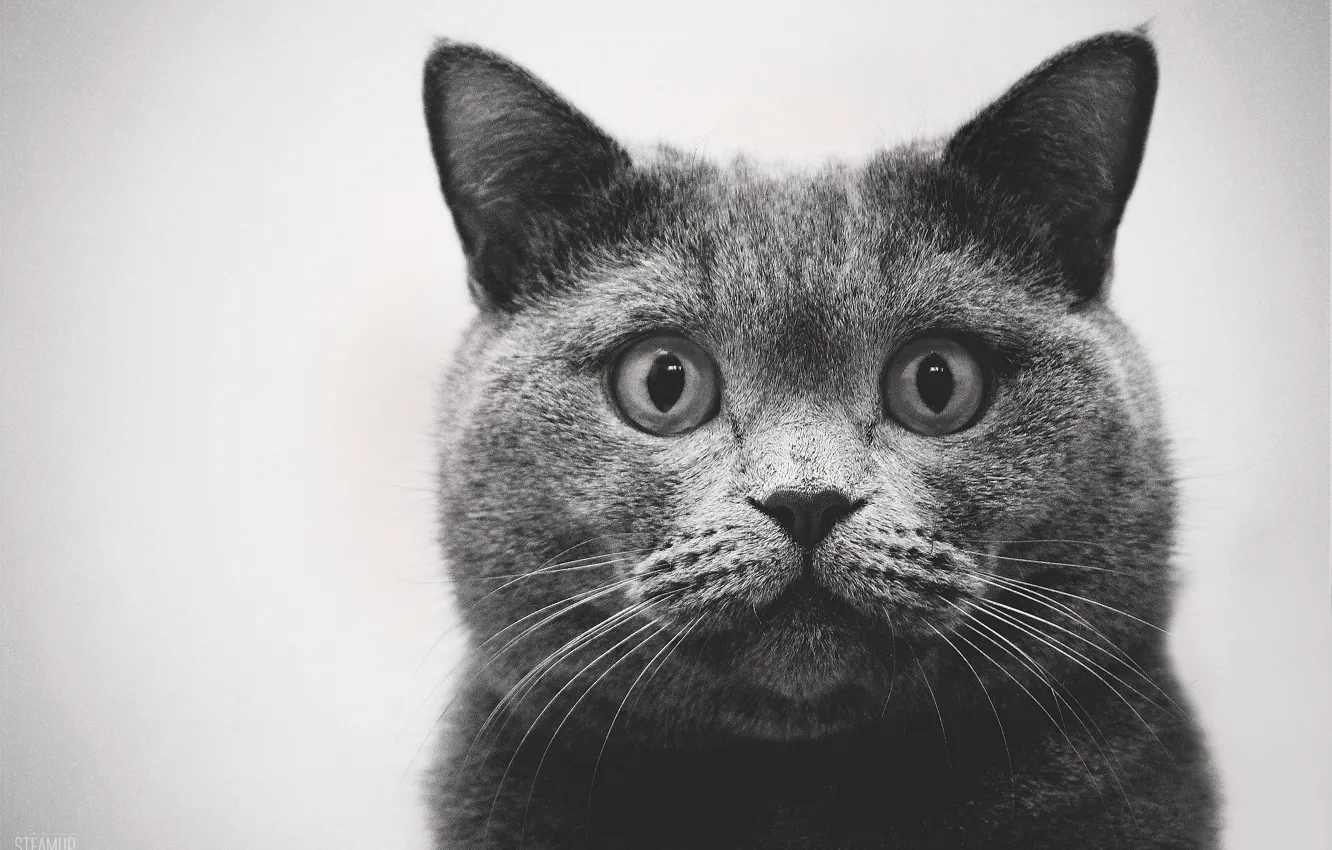Photo wallpaper cat, cat, cat, meow, British, meow