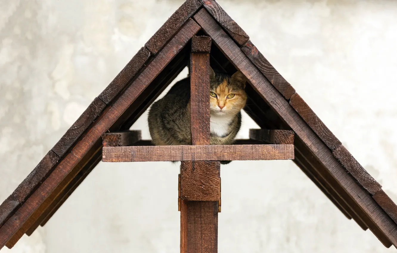 Photo wallpaper roof, cat, cat, house