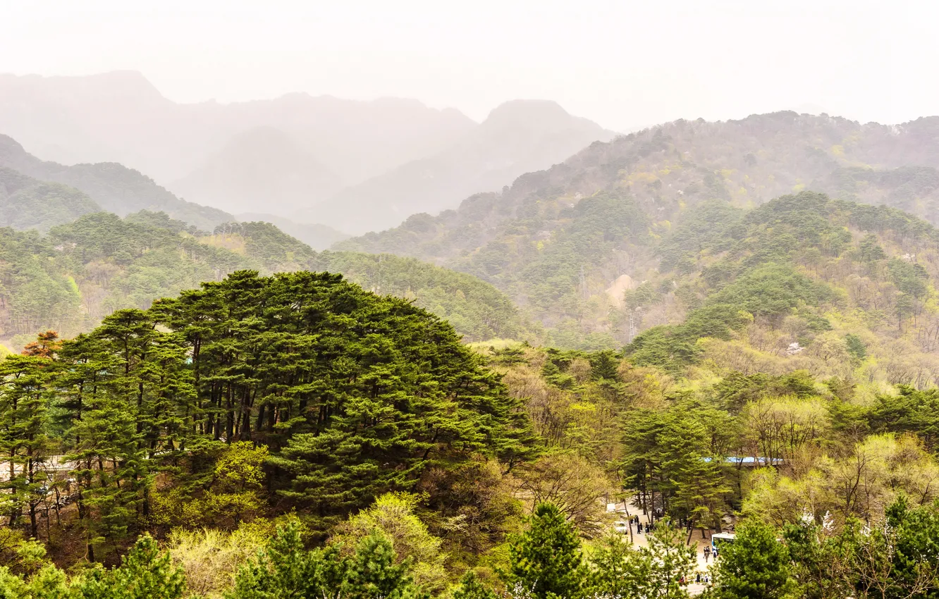 Photo wallpaper greens, forest, trees, mountains, nature, haze, North Korea