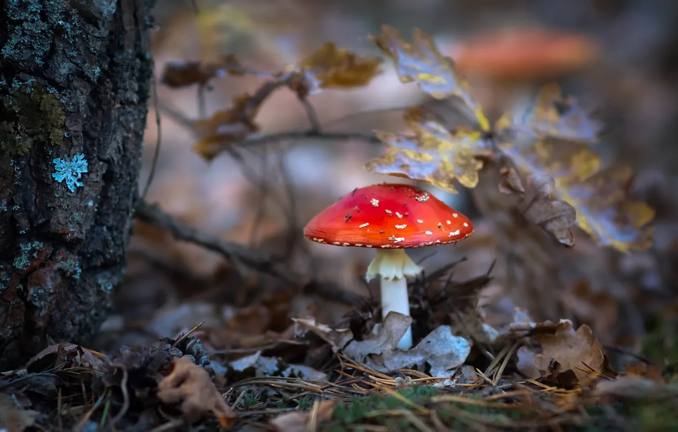 Photo wallpaper autumn, nature, mushroom