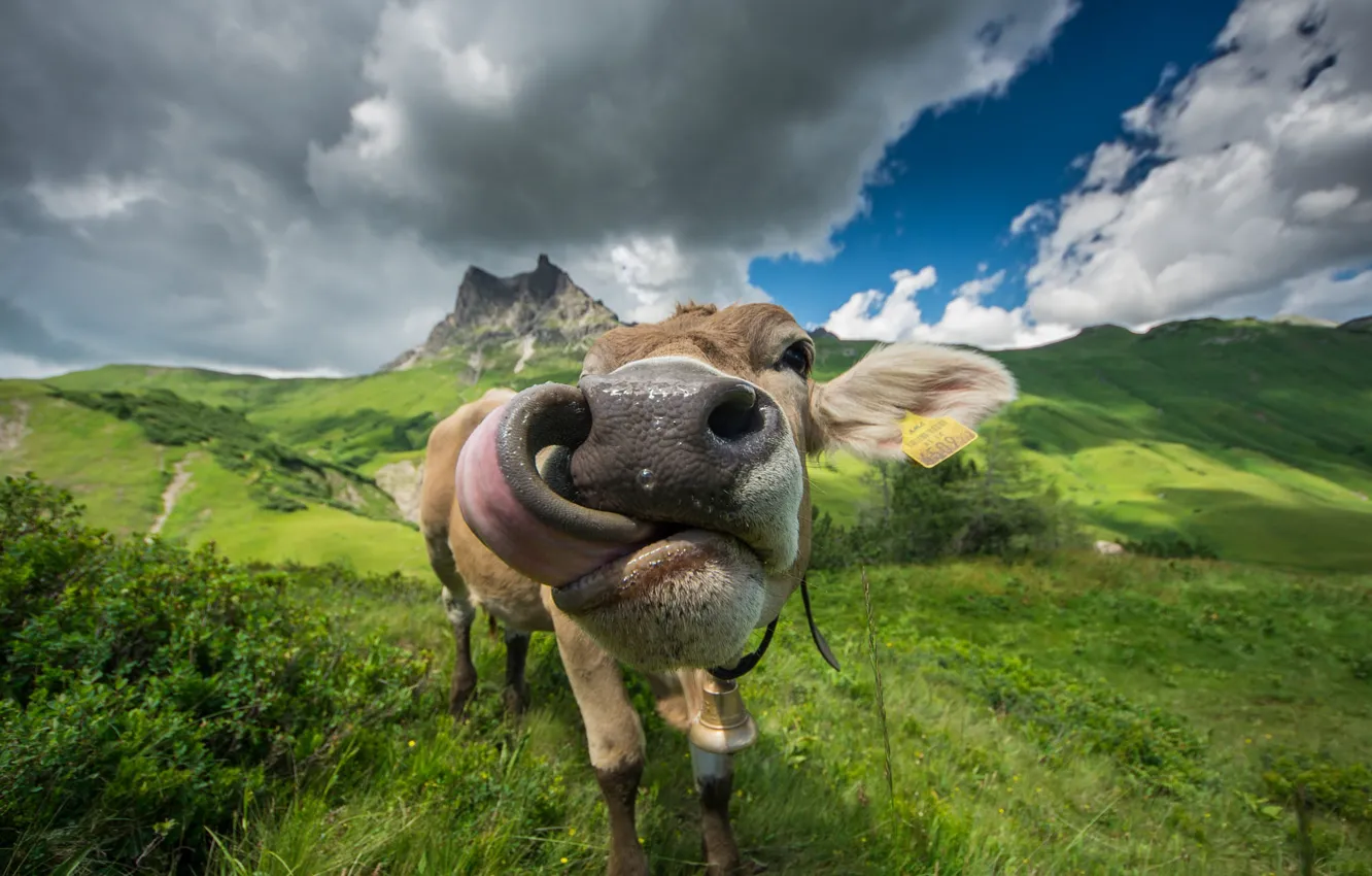 Photo wallpaper language, face, mountains, cows