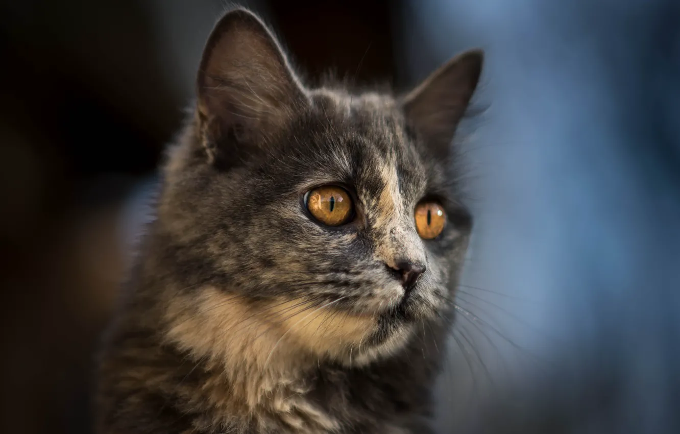 Photo wallpaper cat, cat, look, pose, grey, portrait, blur, face
