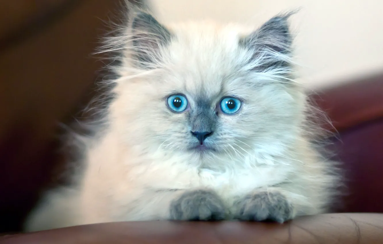 Photo wallpaper eyes, kitty, hairy, blue