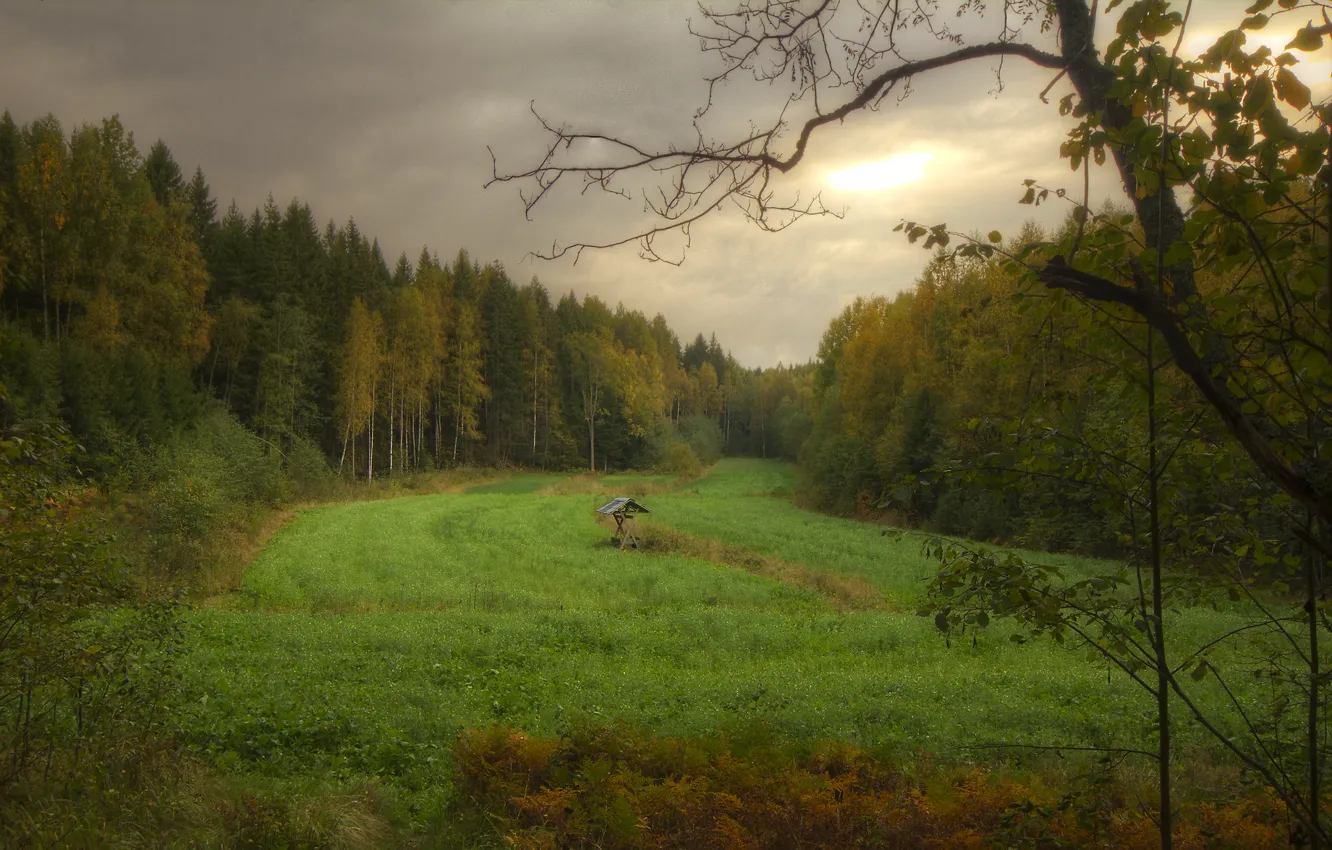 Photo wallpaper autumn, forest, clouds, clearing
