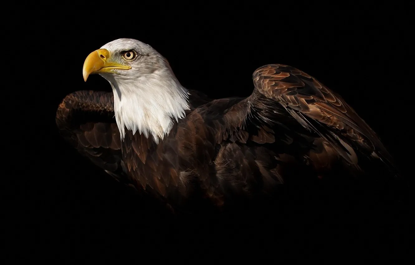 Photo wallpaper eagle, wings, stroke, eagle, animal