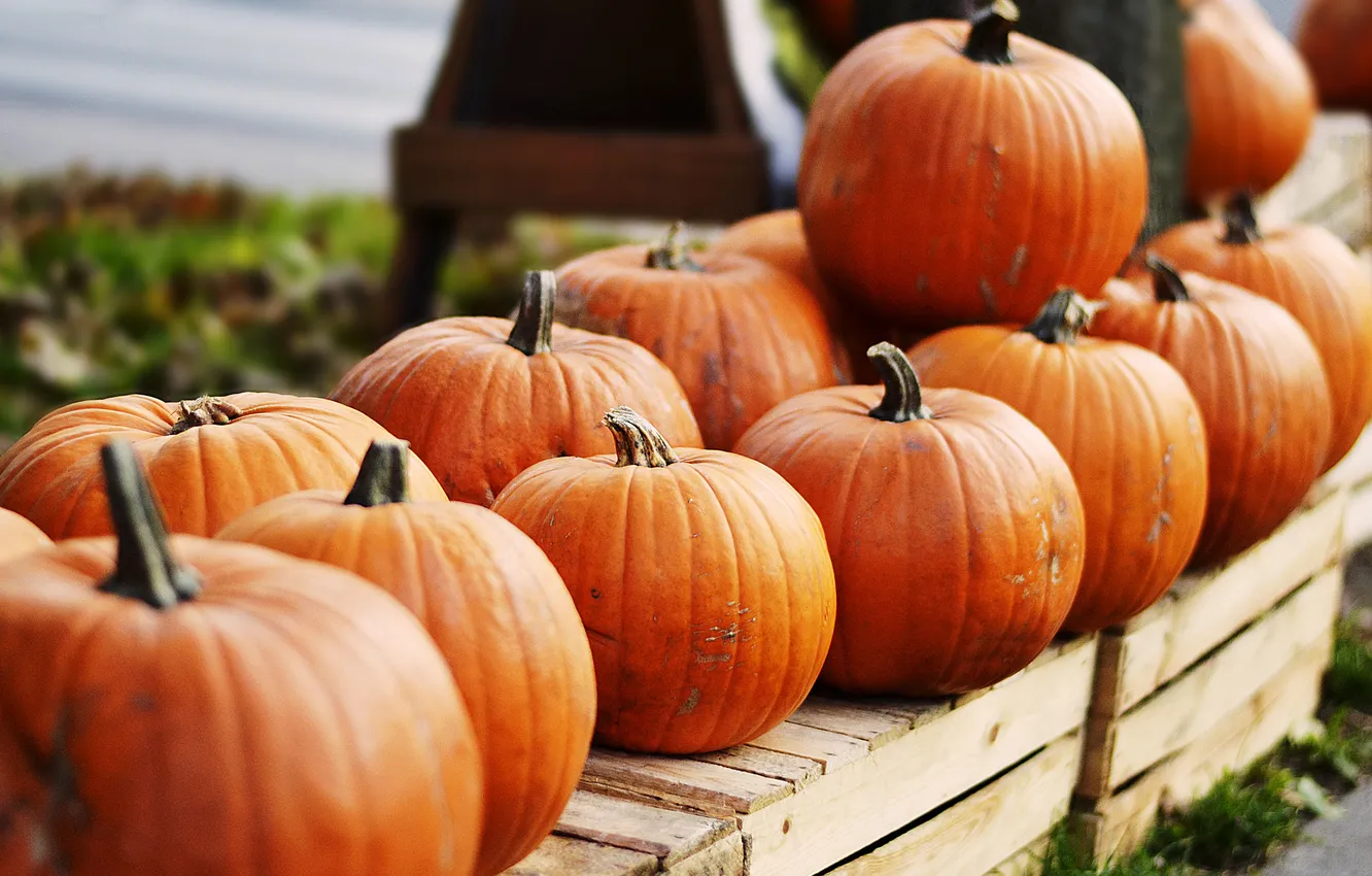 Photo wallpaper autumn, nature, harvest, pumpkin, Halloween, box, Halloween, a lot