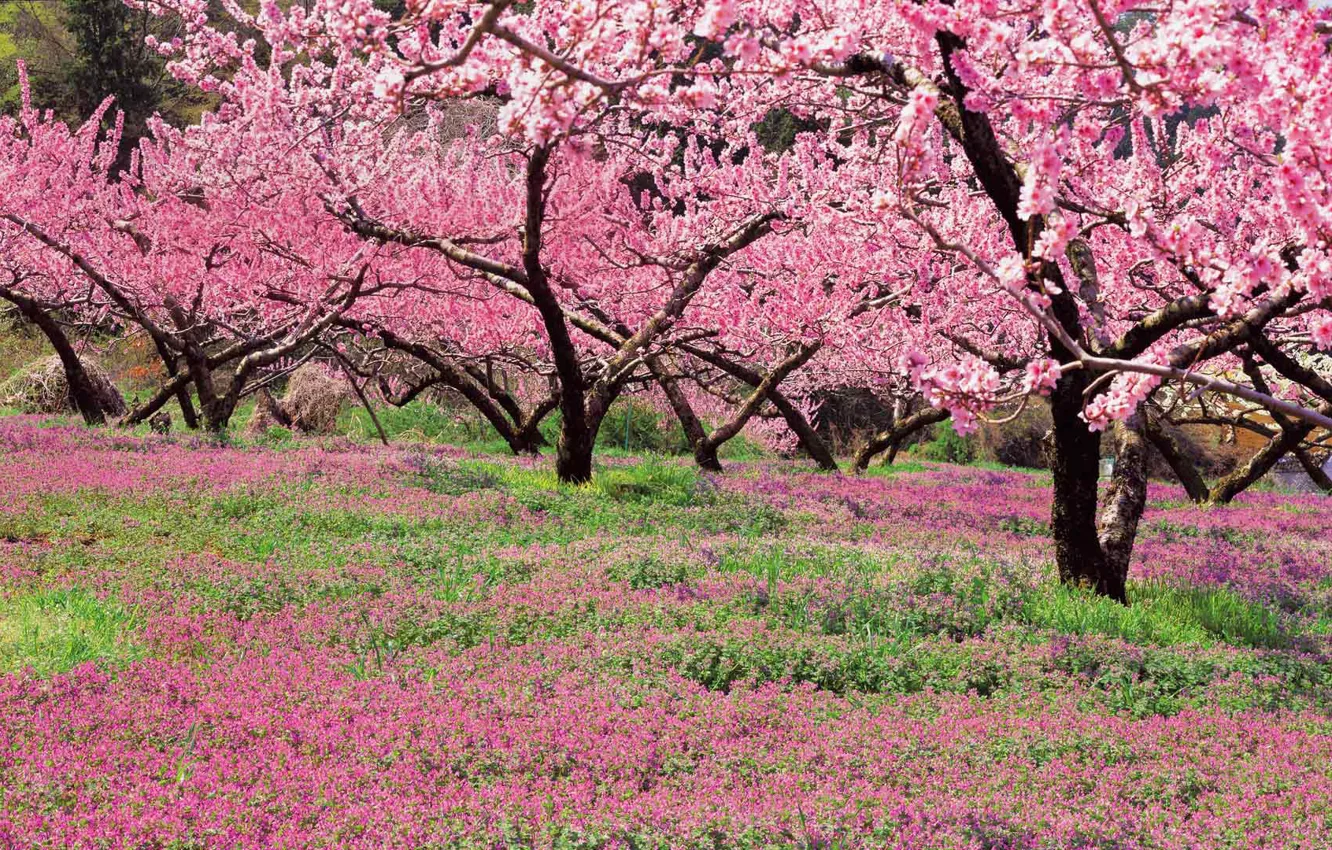 Photo wallpaper spring, Japan, garden, peaches, flowering, Yamanashi, Isawa