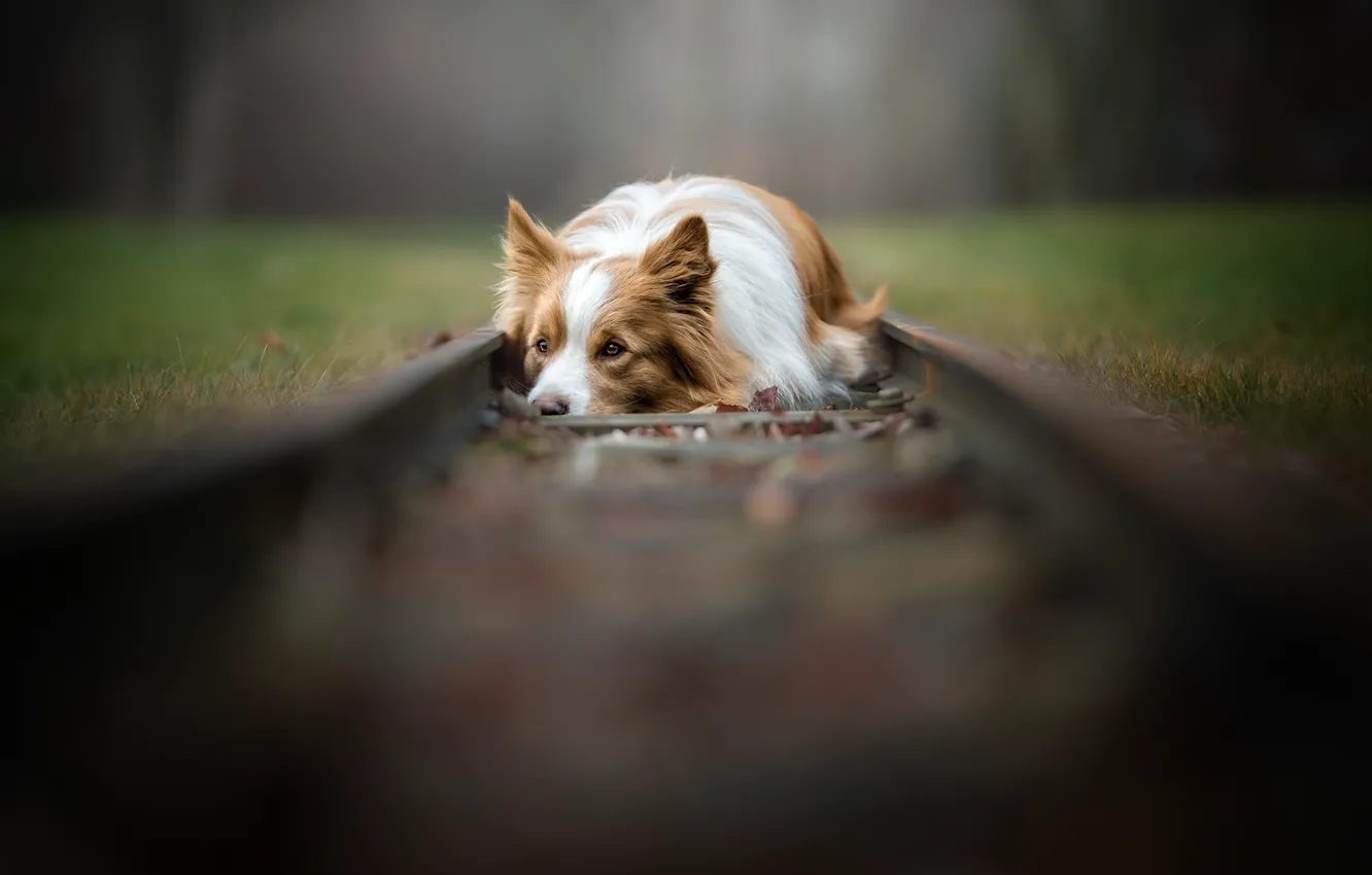 Photo wallpaper each, dog, railroad