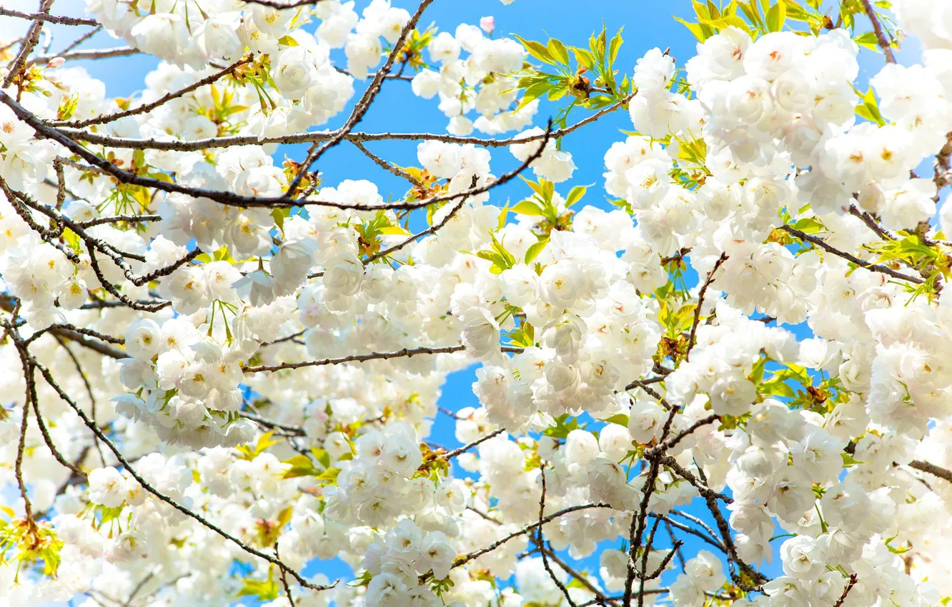 Photo wallpaper Flowers, Tree, Spring, Sakura